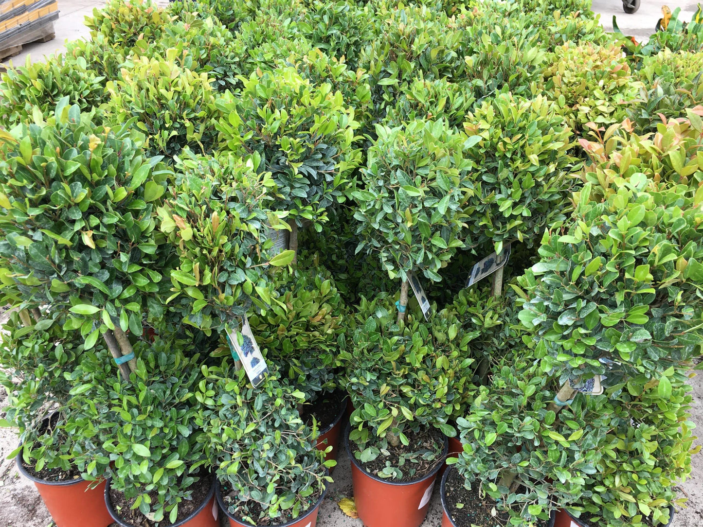 Eugenia 2 Ball Topiary - 3 Live Plants in 6 Inch Pots - 1-2 Foot Tall - Eugenia Myrtifolium - Beautifully Pruned Outdoor Topiary for Patios and Outdoor Decor