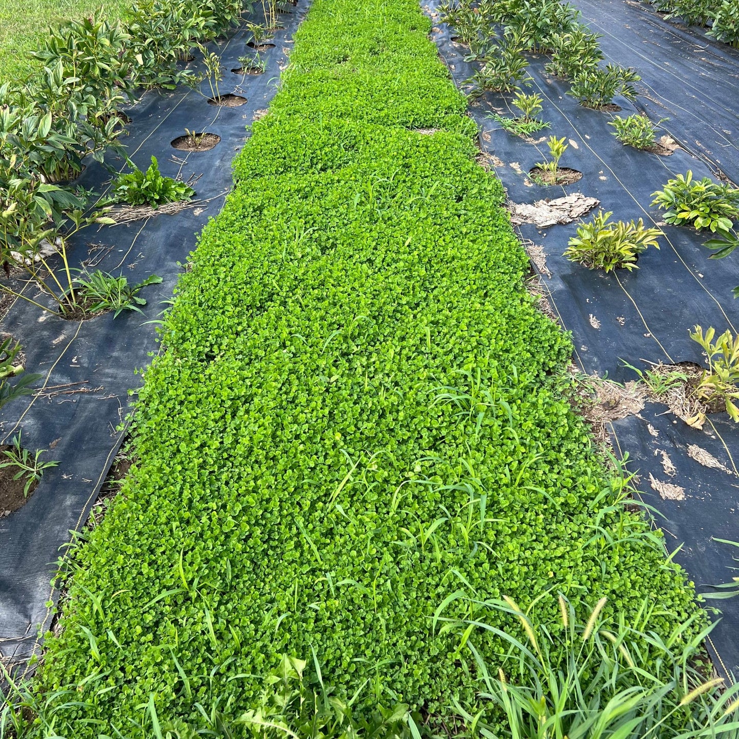 Micro Clover Seed for Lawn - 25 Lb Bulk - ~10 Million Microclover Seeds for Planting - Drought-Tolerant Mini Grass Alternative by Mountain Valley Seed Company