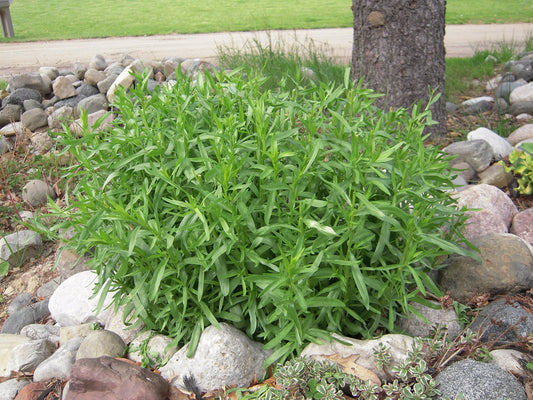 Clovers Garden French Tarragon Herb Plants - Two (2) Live Plants – Non-GMO - Not Seeds - Each 4" to 8" Tall – in 4" Inch Pots - Propagated from Authentic French Plants