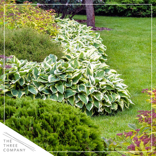 Live Hosta 'Patriot', Flowering Shade Perennial Plant, 12" Tall by 8" Wide in a 2.5 Qt Pot