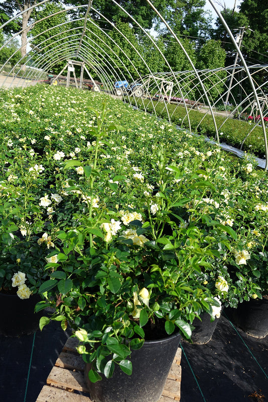Live Plant from Green Promise Farms Flower Carpet Roses ROSA `FLOWER CARPET YELLOW` Yellow Flower Shrub #2 Size Container Yellow/Cream