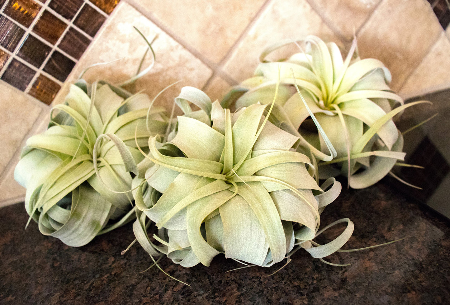Tillandsia Xerographica Air Plant Set (3 Pack), Tillandsia Air Plants Live Large Indoor Plants Live Houseplants, Exotic Plants for Succulent Terrarium, Succulents Plants Live Plants by Plants for Pets