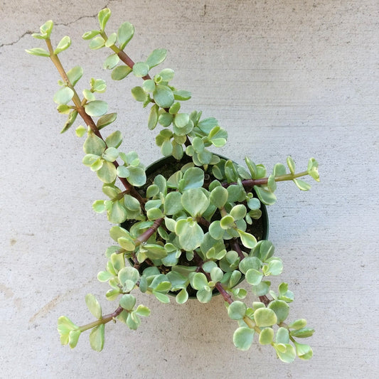 Variegated Elephant Bush | Portulacaria afra Succulent Live Plant | Unique Succulent Gift Decoration (4 inch)