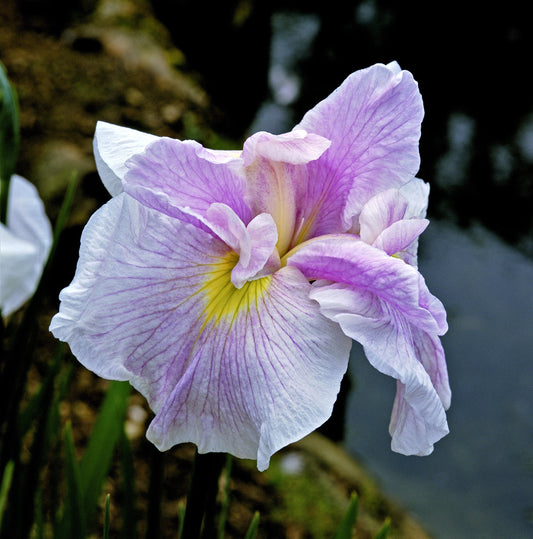 Easy to Grow Japanese Iris Pink Lady 1 Root Division - Soft Pink & White Flowers Bloom Spring to Summer in Partial Sun, Wet Soil Tolerant