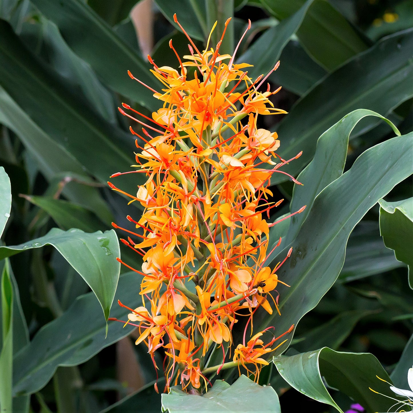 Easy to Grow Ginger Aurantiacum 3 Flower Bulbs - Uncommon Orange Fragrant Blooms in Summer Tropical Garden