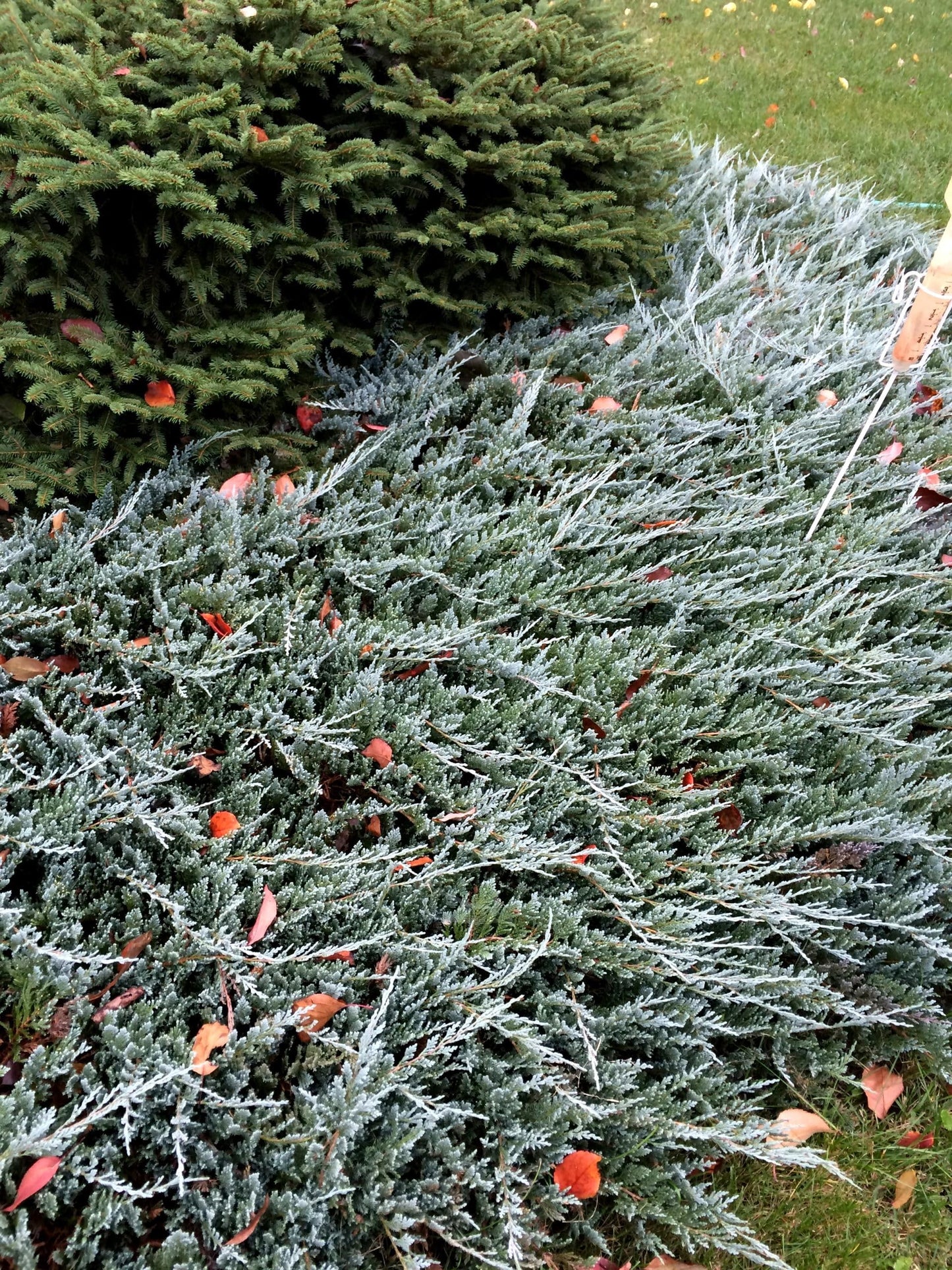 Juniper Blue Chip | 5 Live 4 Inch Pots | Juniperus horizontalis 'Blue Chip' | Low-Maintenance Ground Cover Plants | Drought-Tolerant Landscaping Shrub