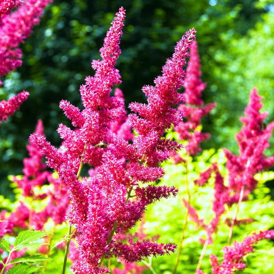 Easy to Grow Astilbe Maggie Daley 1 Plant Bareroot - Summer Rose-Pink Blooms in Shade, Pollinator Friendly Flowers (False Spirea, Goat's Beard)