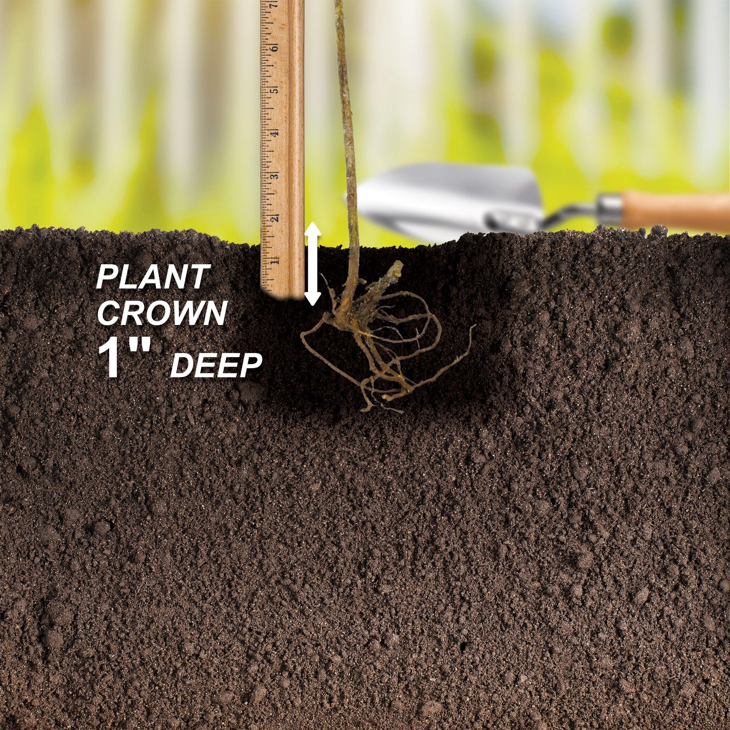 Garden State Bulb Himrod Seedless Grape Bare Root for Planting, Non-GMO, Spring Planting (Bag of 2)