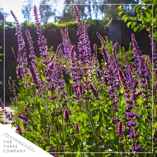 Live Salvia - Pink - Beautiful Upright Perennial - Healthy Spring Plant - 12" Tall by 6" Wide in 2.5 Qt Pot
