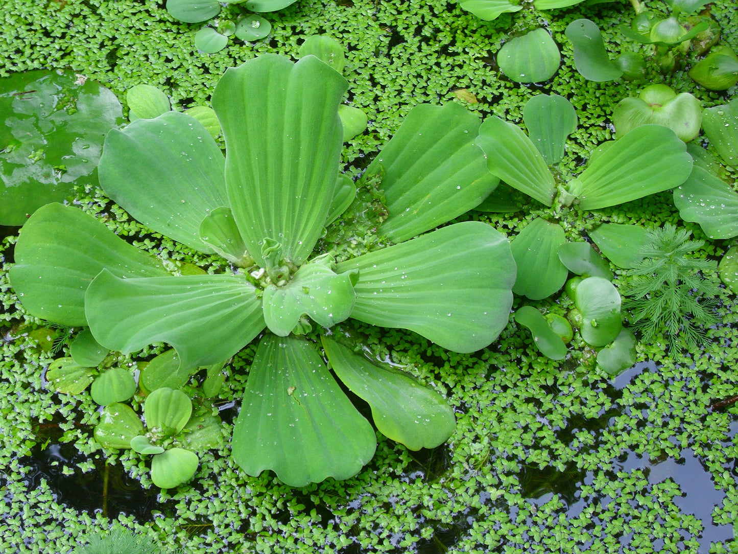 100 Live Duckweed Plants (LEMNA Minor)