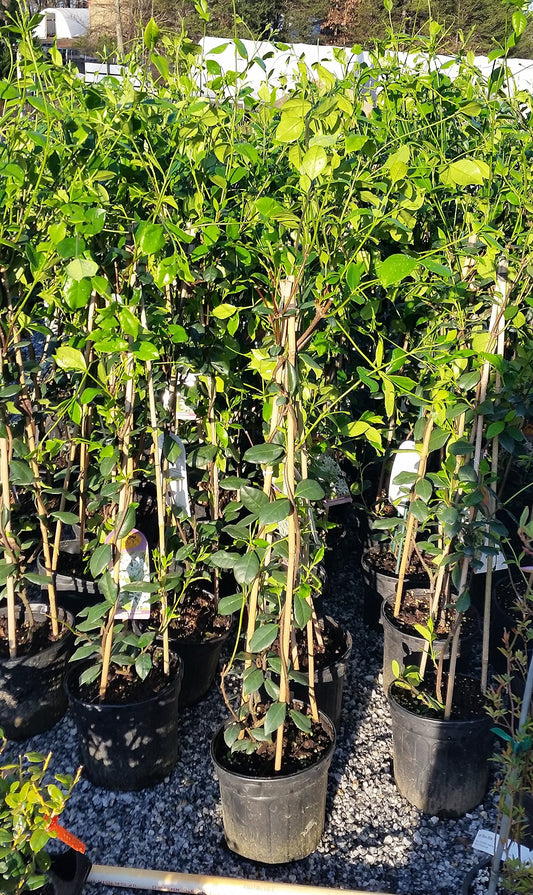 Confederate Jasmine Fragrant Vine - Live Plant - 2-3 Feet Tall - Full Gallon Pot