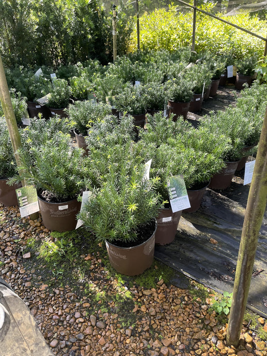 Yewtopia Plum Yew (Cephalotaxus Yewtopia)