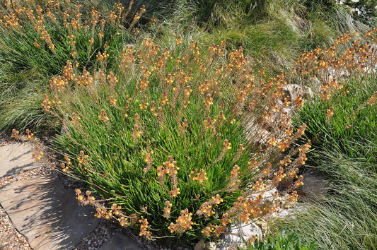Bulbine Hallmark Orange | 2 Live Gallon Size Plants | Vibrant Orange Blossom Succulent, Live Plant, Easy-Care Perennial for Sunny Gardens, Drought-Tolerant Ground Cover