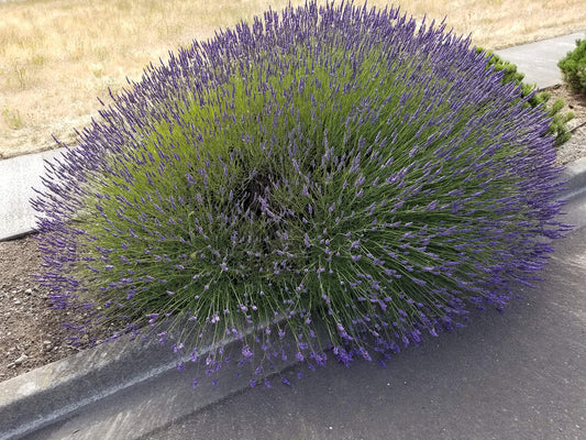 L+ Grosso Lavender — 1 Live Plant in 4" Pots — Deep Violet Flowers — Fragrant, Bee-Friendly, Drought & Deer Resistant Perennial — Zones 5–9, Cut Flower & Sachet
