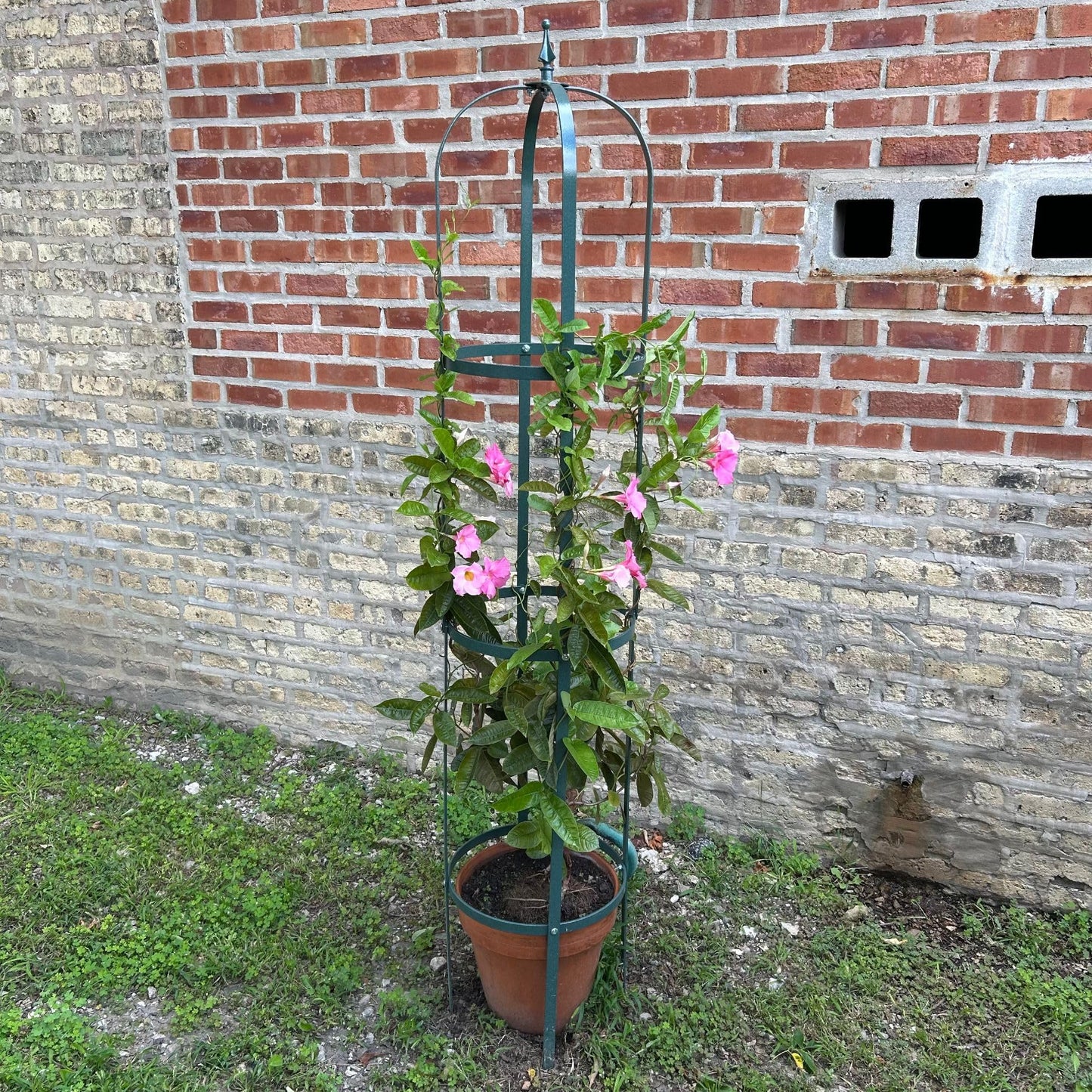 Erva Large Garden Obelisk - Made in USA 7 ft Tall Trellis for Climbing Plants - Heavy Duty Plant Support - Premium Verdigris Green Powdercoat Finish