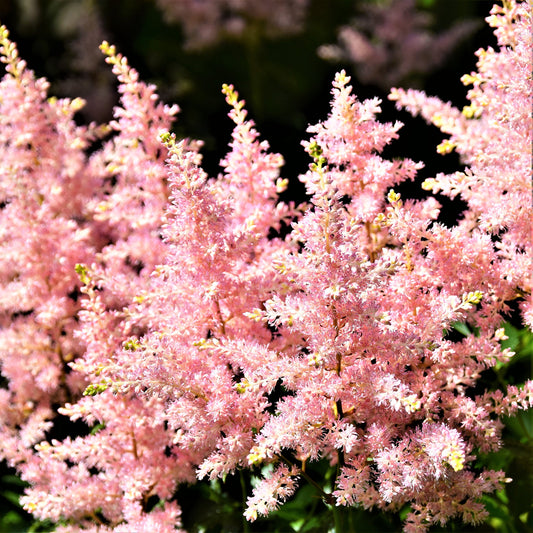 Easy to Grow Astilbe Peach Blossom 1 Plant Bareroot - Summer Coral Pink Blooms in Shade, Pollinator Friendly Flowers (False Spirea, Goat's Beard)